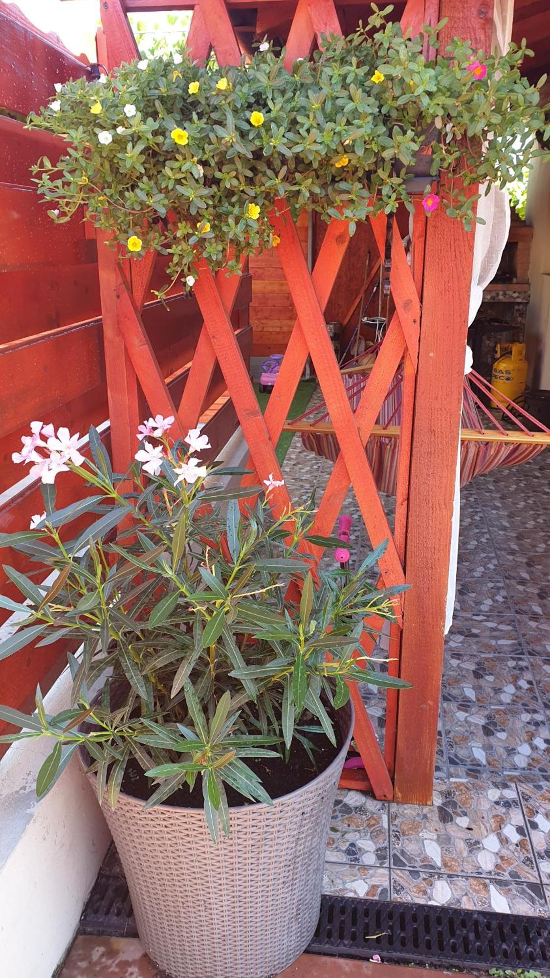 Ingrid Hotel Mangalia Kamer foto